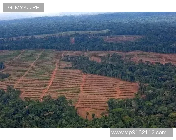 喀麦隆足球明星现状探讨及未来发展趋势分析